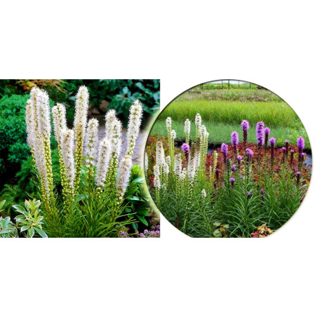 Liatra kłowosa sklep