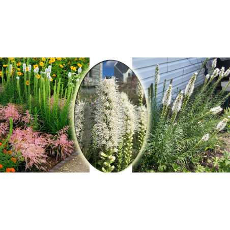 Liatra kłosowa cena