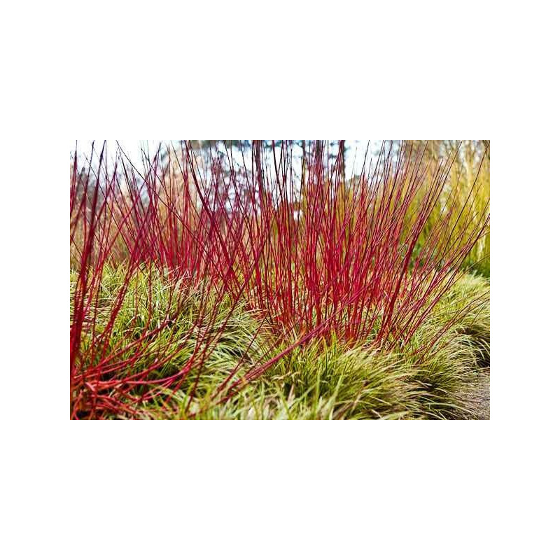 Dereń biały na żywopłot