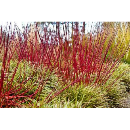 Dereń biały na żywopłot