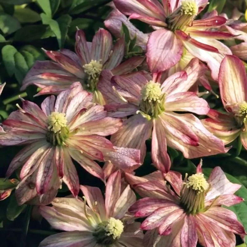 Powojnik górski Marjorie