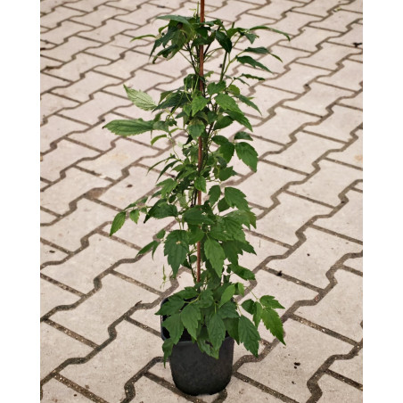 Powojnik, clematis sadzonka