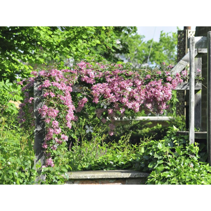 Clematis górski, pnącze