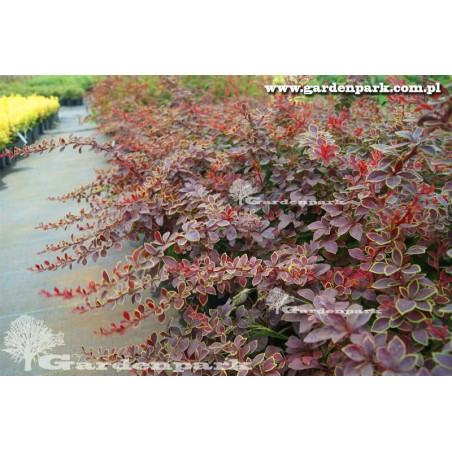 berberys czerwony sklep