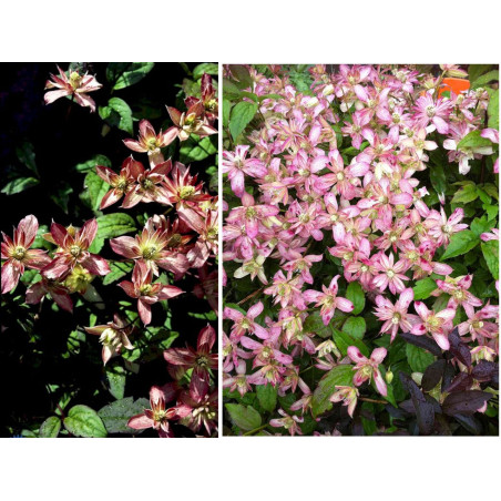 Powojnik, clematis cena