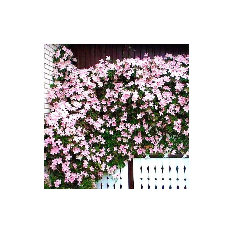 Powojnik pacznący wanilią