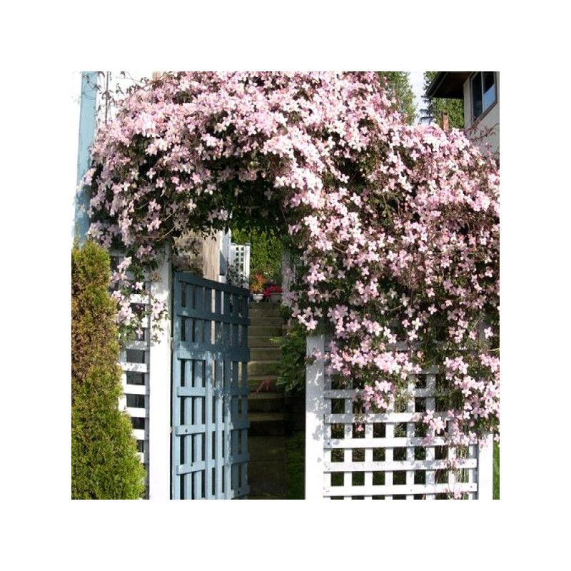 Powojnik górski Fragrant Spring