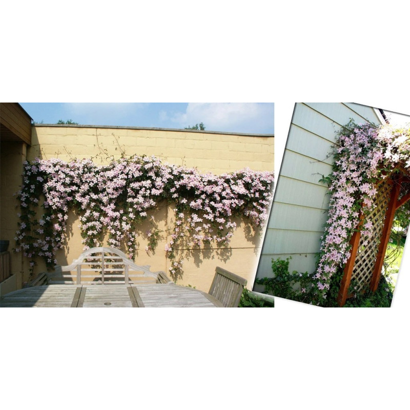 Clematis cena sadzonki