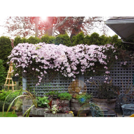 Powojnik górski sklep