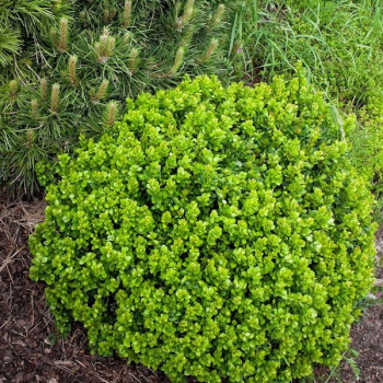 Berberys Thunberga "KOBOLD" - ZIELONA MINIATURA