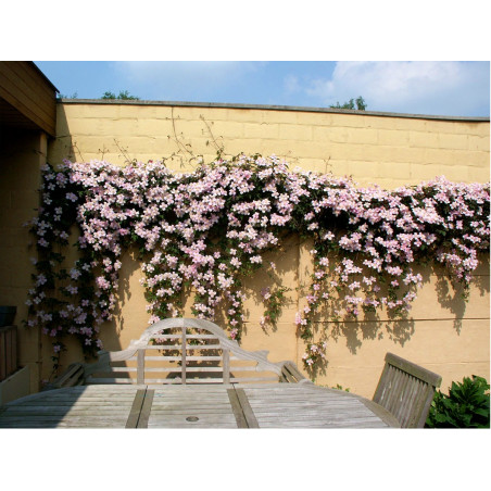 Powojnik górski Fragrant Spring cena