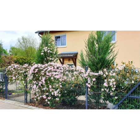 Powojnik górski Fragrant Spring gdzie kupić