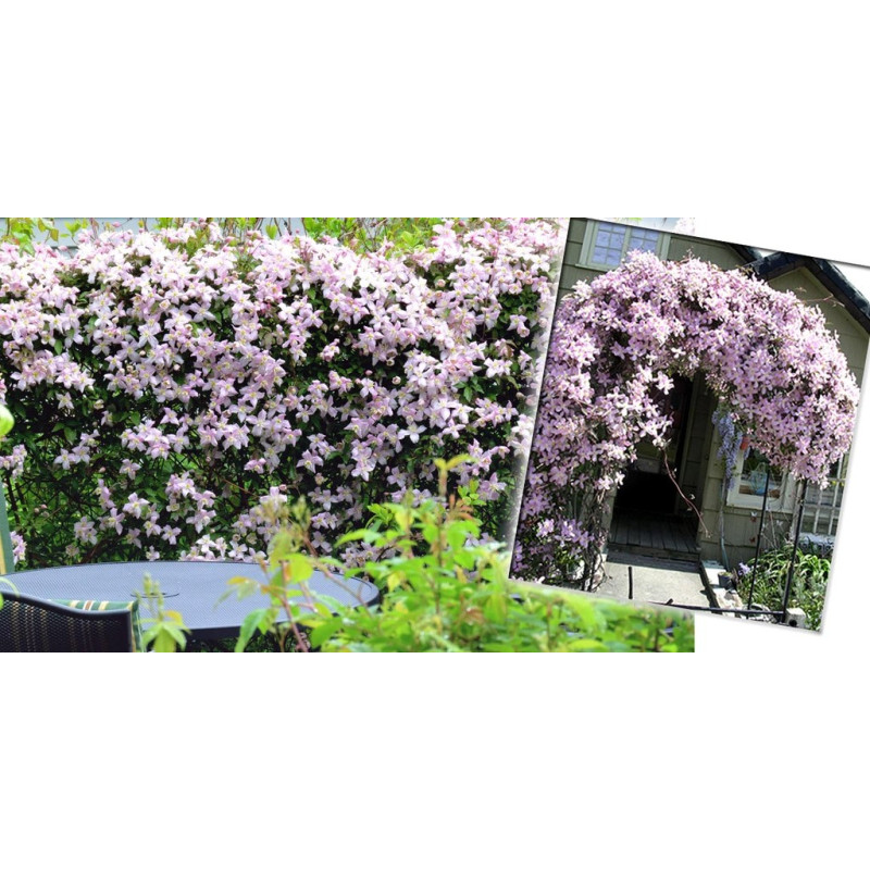 Powojnik górski Fragrant Spring sklep