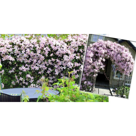 Powojnik górski Fragrant Spring sklep