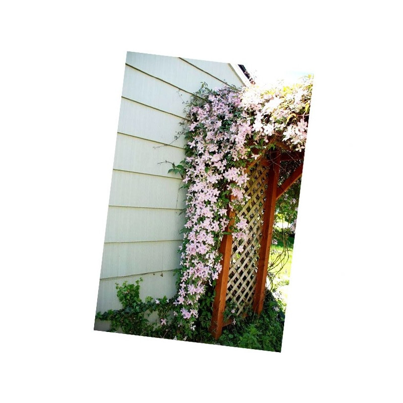 Powojnik górski różowy