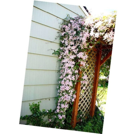 Powojnik górski różowy