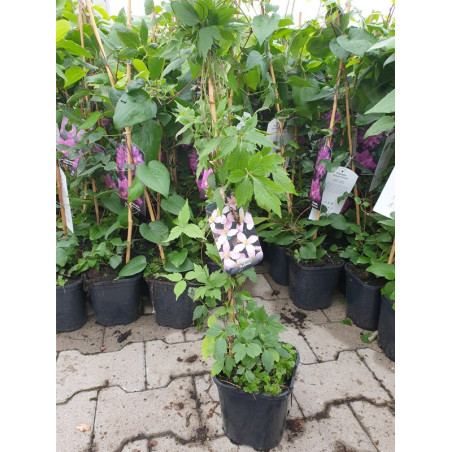 Powojnik górski Fragrant Spring sadzonka