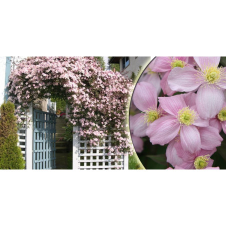 Powojnik górski Fragrant Spring pnącze na balkon