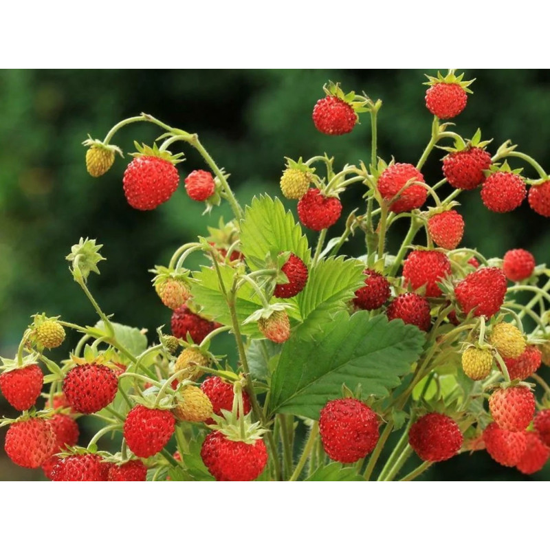 Poziomka gdzie kupić