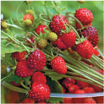 Poziomka Regina sadzonki