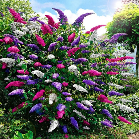 Budleja trójkolorowa sadzonki