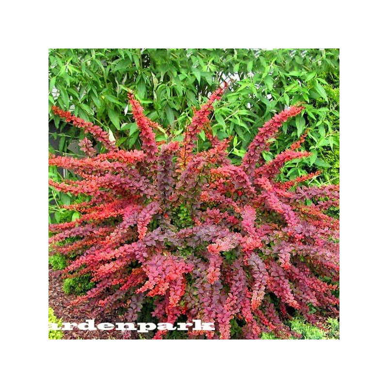 płożący berberys Red Carpet