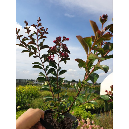 Lagerstroemia fioletowa sadzonka