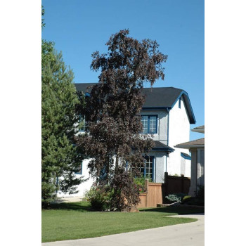 Brzoza brodawkowata "ROYAL FROST"