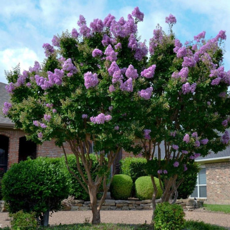 Lagerstroemia gdzie kupić