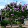 Lagerstroemia gdzie kupić