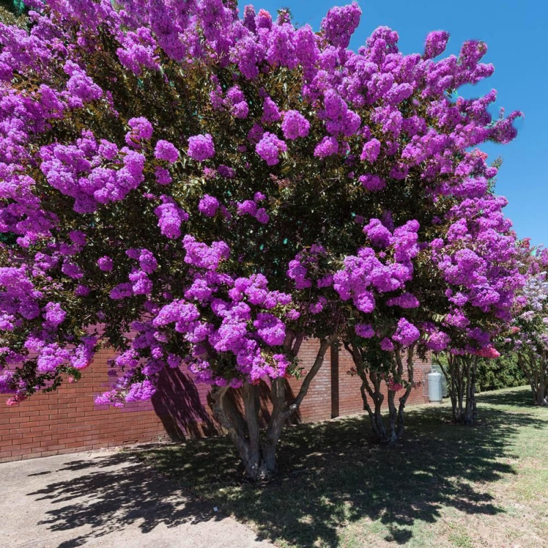 Lagerstroemia fioletowa