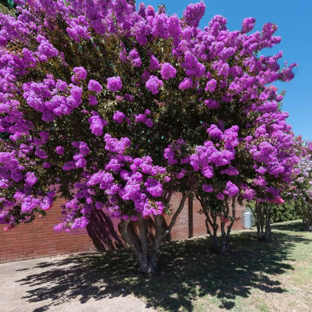 Lagerstroemia fioletowa