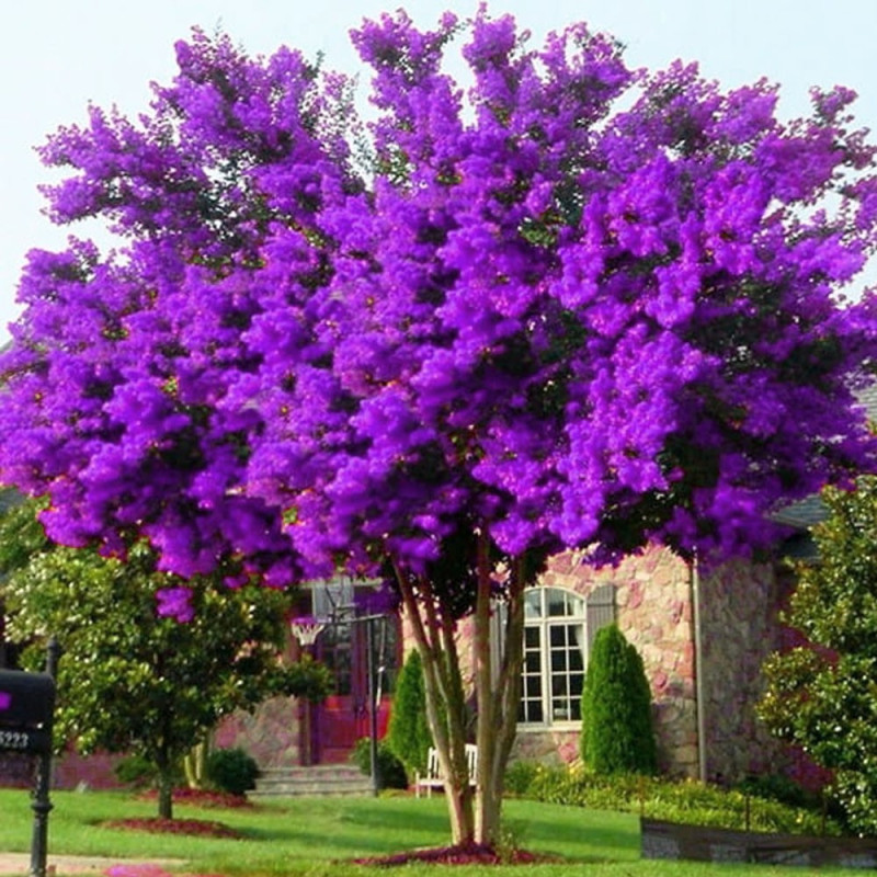 Lagerstroemia zimowanie