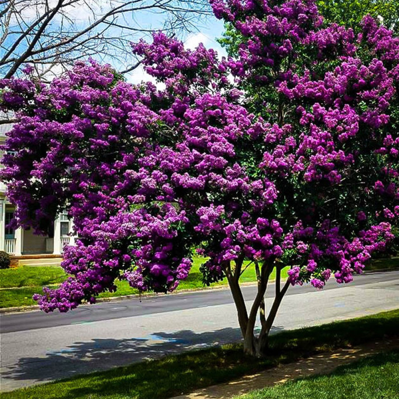 Lagerstroemia cena