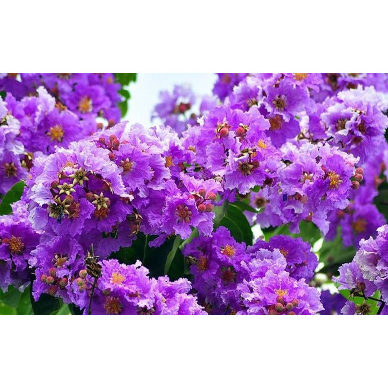 Lagerstroemia fioletowa
