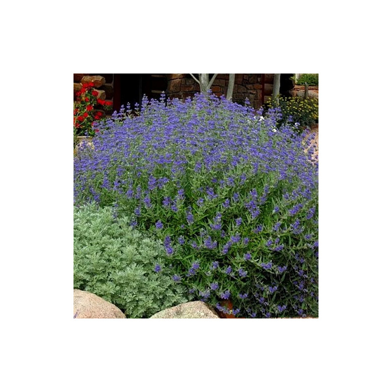 Barbula klandońska sklep