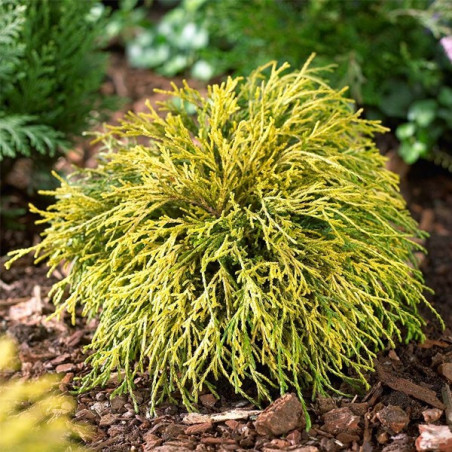 Cyprysik groszkowy Sungold sadzonka