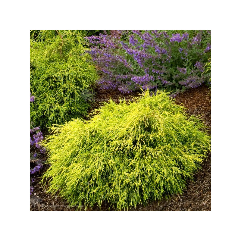 Cyprysik groszkowy Sungold cena