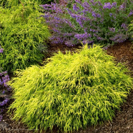 Cyprysik groszkowy Sungold cena