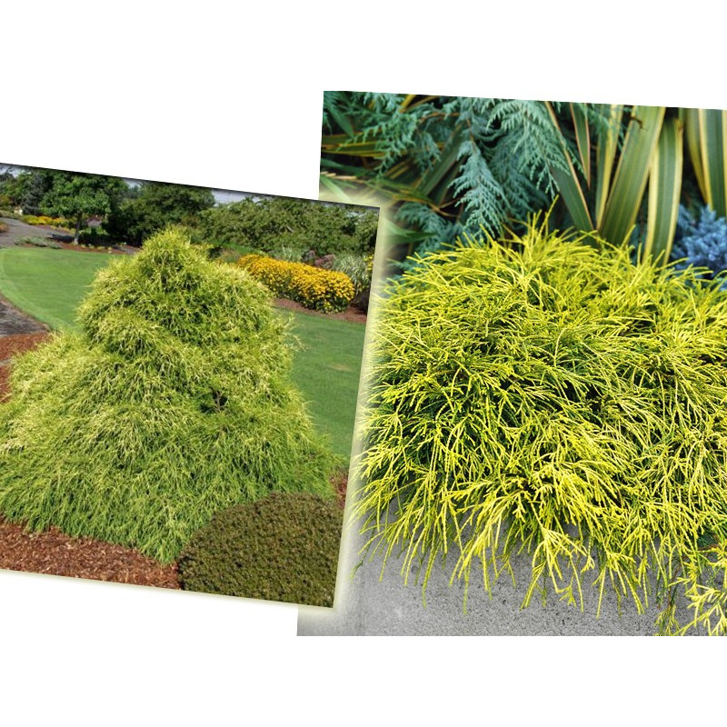 Cyprysik groszkowy Sungold cena