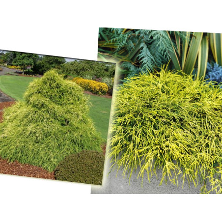 Cyprysik groszkowy Sungold cena