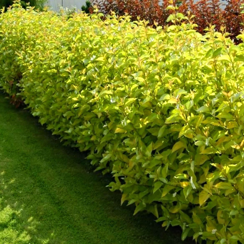 Dereń SPaethii na żywopłot