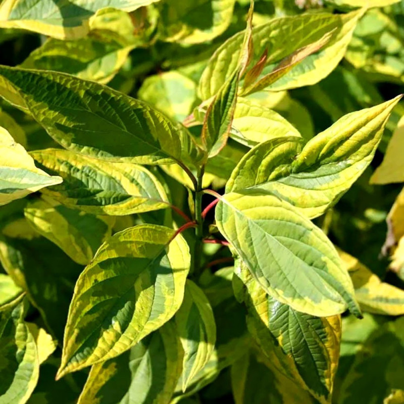 szybkorosnący żywopłot dereń