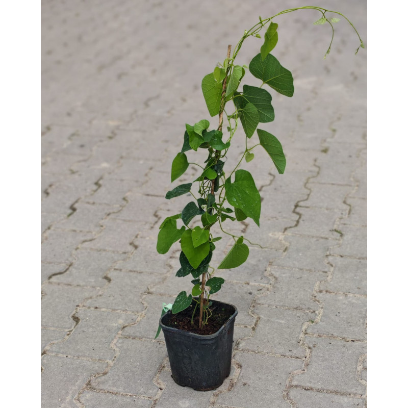 Kokornak gdzie kupić