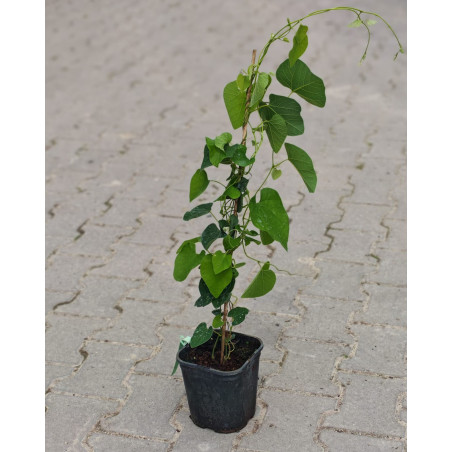 Kokornak gdzie kupić