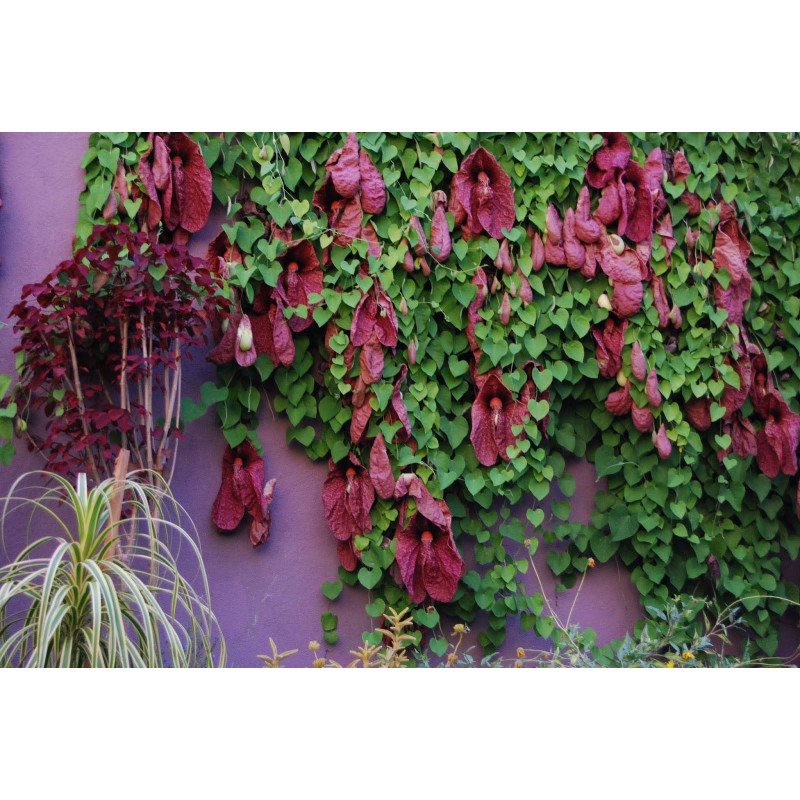 Kokornak wielkolistny sklep