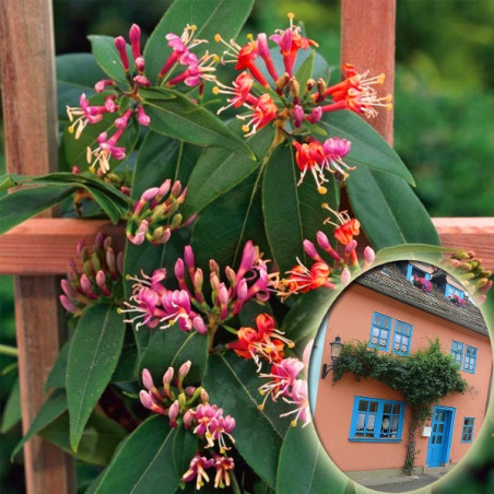 Wiciokrzew henrego sklep