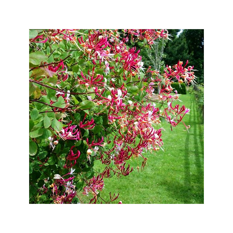 Wiciokrzew Zimozielony cena