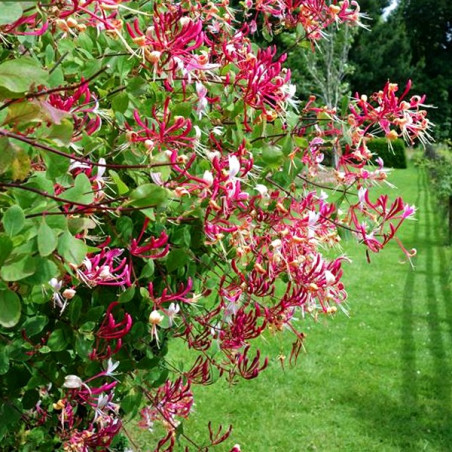 Wiciokrzew Zimozielony cena