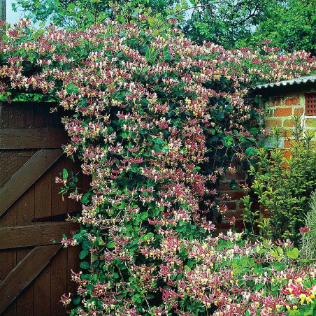 Wiciokrzew Pomorski Serotina